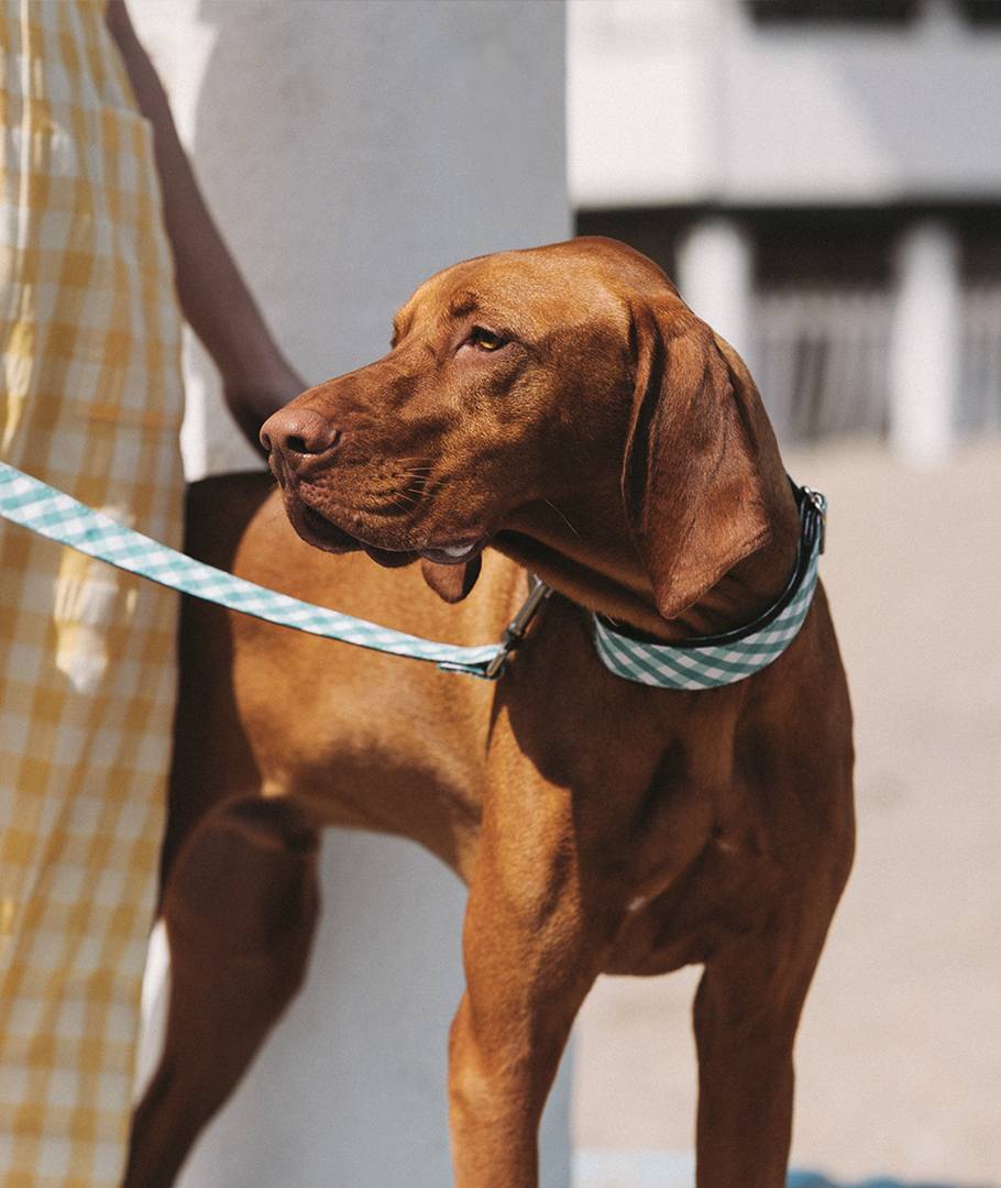 グリーン色首輪を着けている大型犬