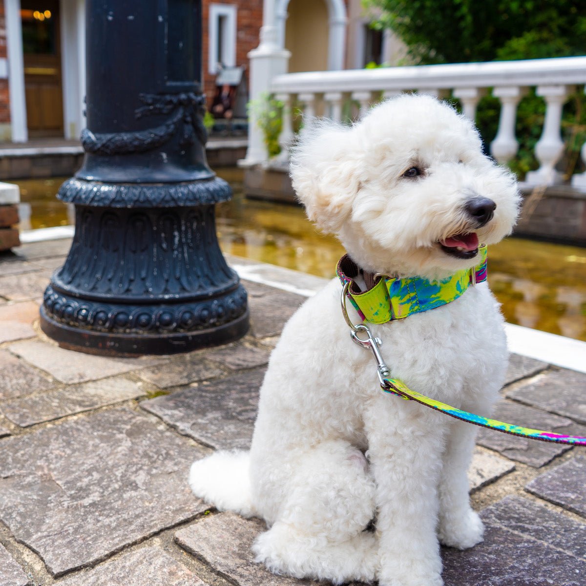 サイケデリック柄のハーフチョークタイプのくびわを着用している白い犬