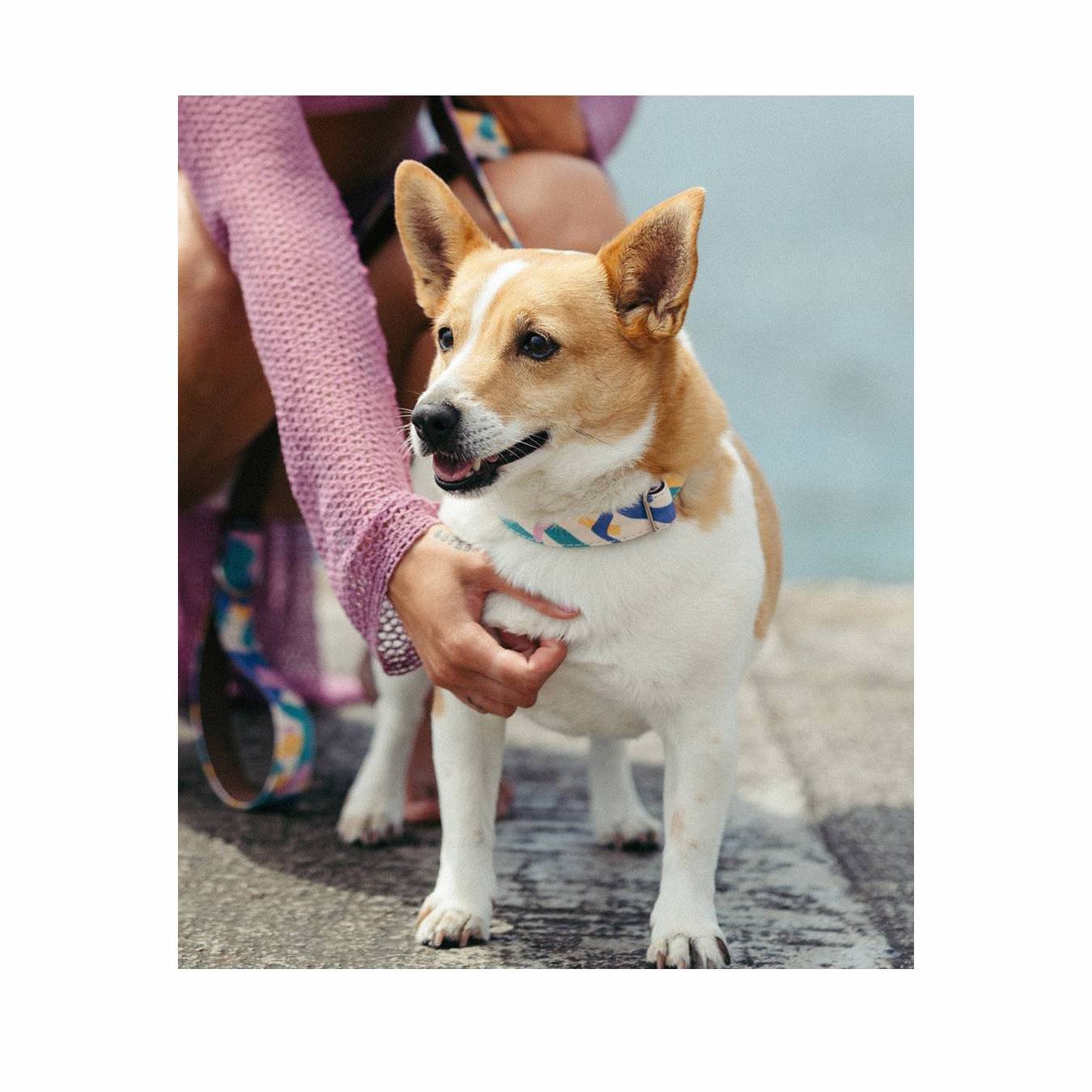 白と茶色い毛色の犬と女性の画像